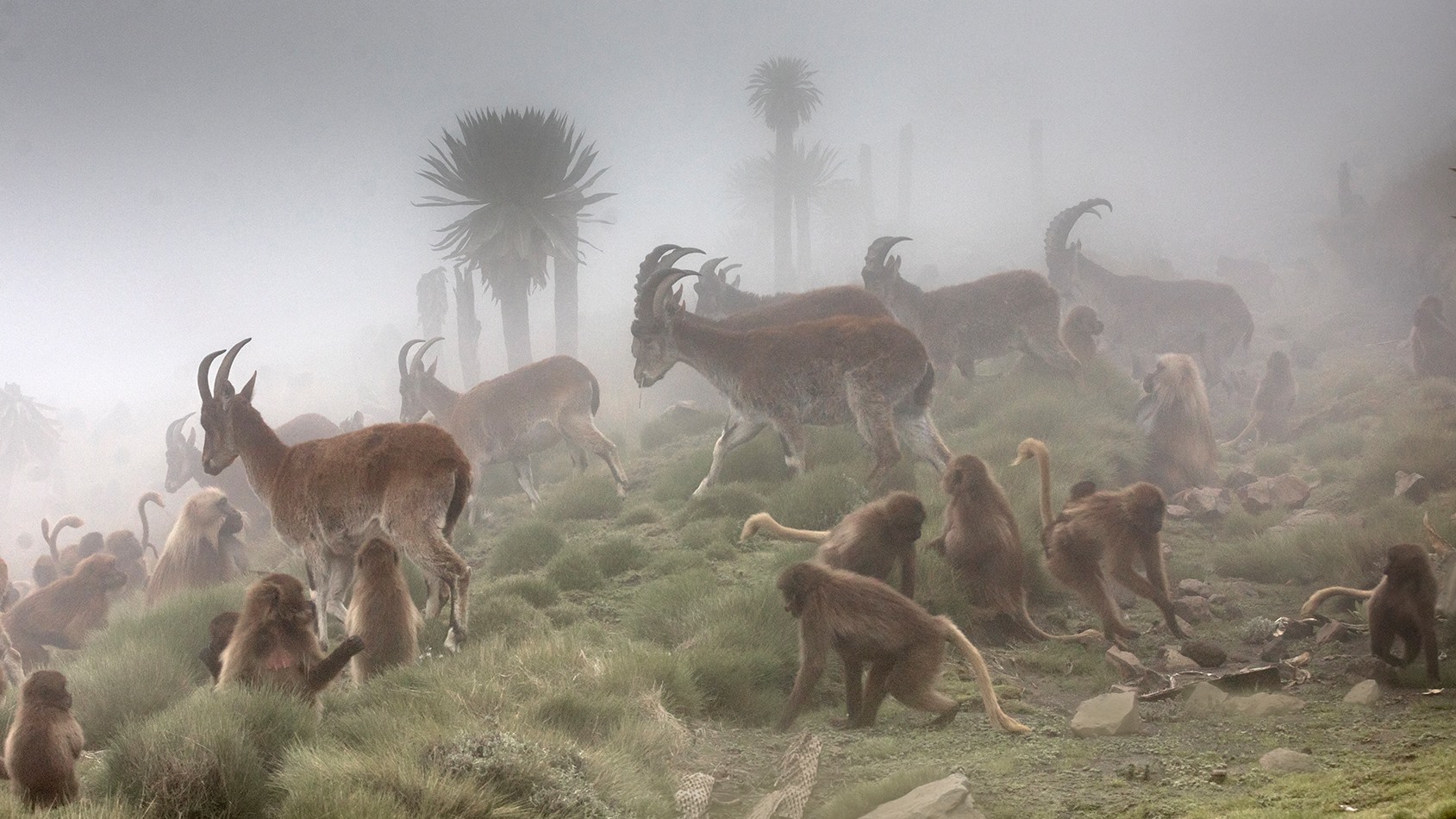 Simien Mountains, Ethiopia