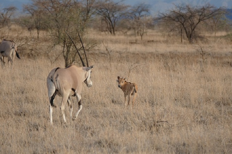 Hyena Feeding, Harar