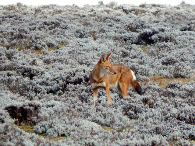 Ethiopian Wolf, Bale Mountains