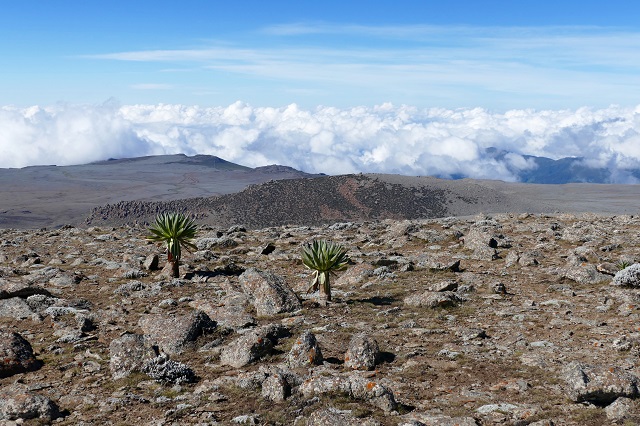 Mount Tullu Timtu, Bale Mountains