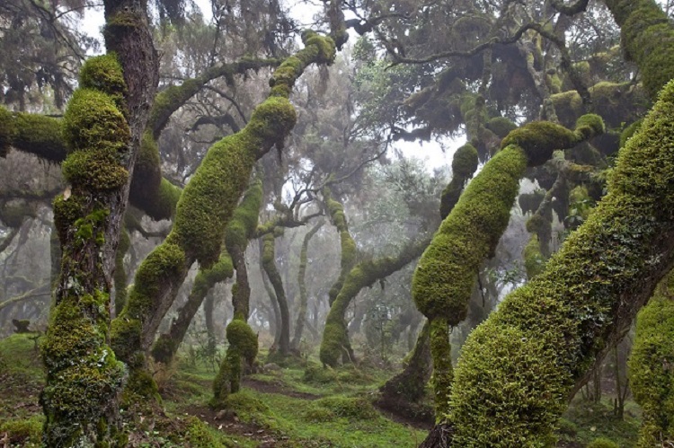 Harenna forest, Bale Mountains National Park, Ethiopia - Welcome ...