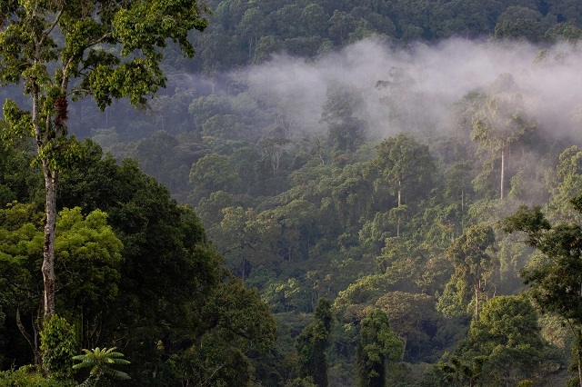 Bonga Rain forest, Ethiopia