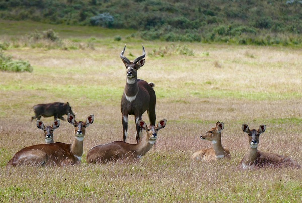 Dinsho, Bale Mountains