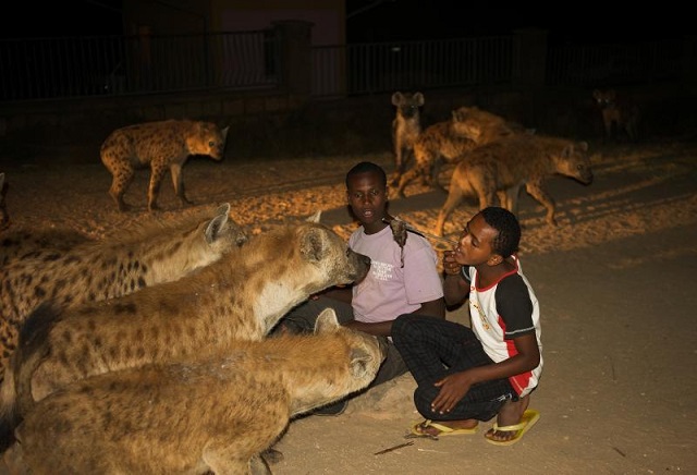 Hyena Feeding, Harar