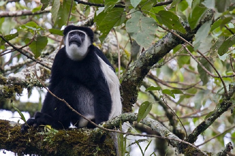 Colobus Monkey, Bonga