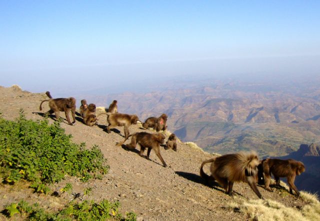 Gelada Baboons, Simien Berge