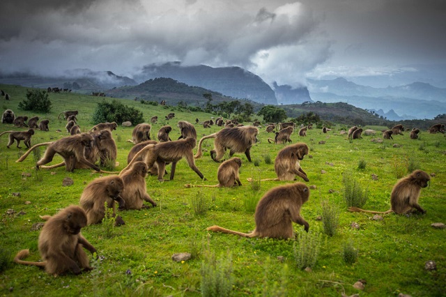 Gelada Baboons, Simien Mountains